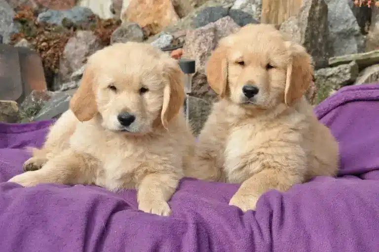 Golden Retriever: Guia Completo da Raça | Universo Canino 6 Dois Golden Retriever Filhote deitados olhando o observador