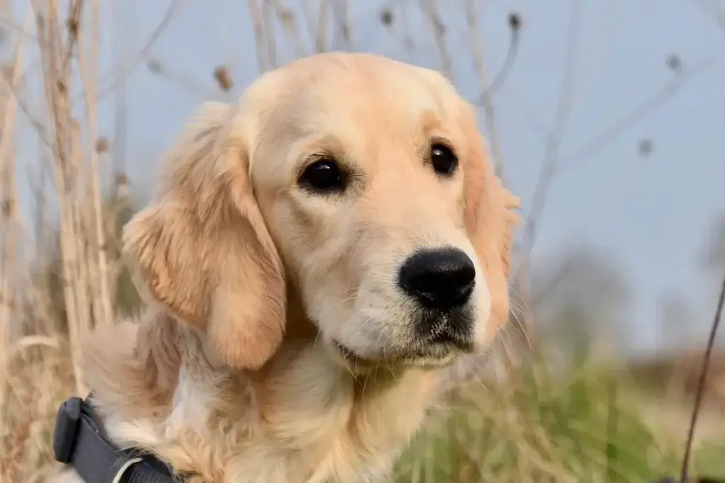 Golden Retriever: Guia Completo da Raça | Universo Canino 1 Golden Retriever: O Companheiro Dourado — Guia Completo da Raça