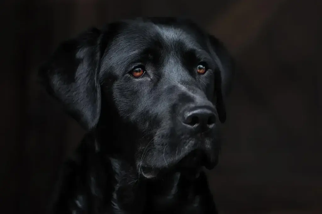 5 Curiosidades Surpreendentes sobre o Labrador Retriever que Você Precisa Saber 1 cachorro Labrador Retriever