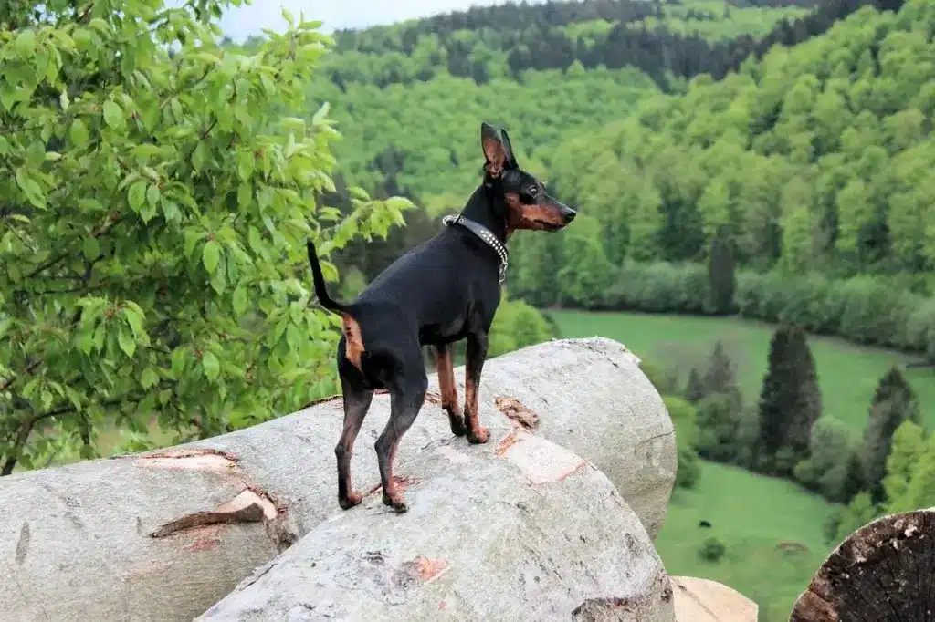 cachorro Pinscher Miniatura