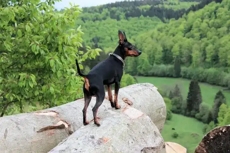 O Que Esperar do Temperamento do Pinscher: Tendências e Curiosidades 5 cachorro Pinscher Miniatura