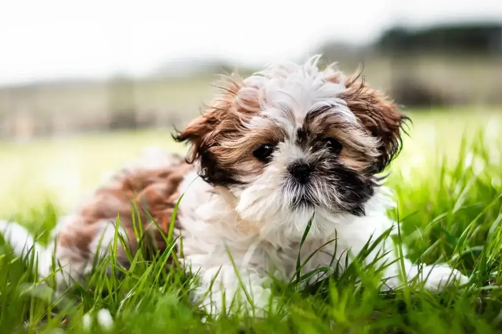 Shih Tzu: O Companheiro Imperial de Coração Vibrante - Guia Completo da Raça 1 cachorro Shih Tzu deitado na grama olhando para frente
