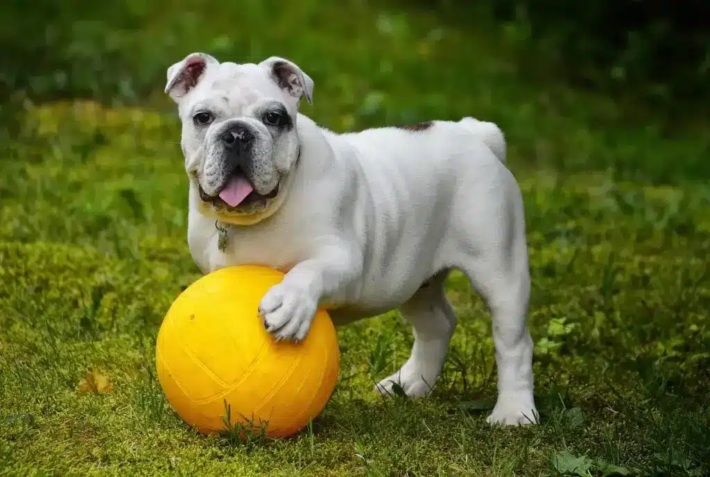 Universo Canino: O Blog Essencial para a Saúde do seu Cachorro 1 Bulldog inglês com uma pata em cima de uma bola