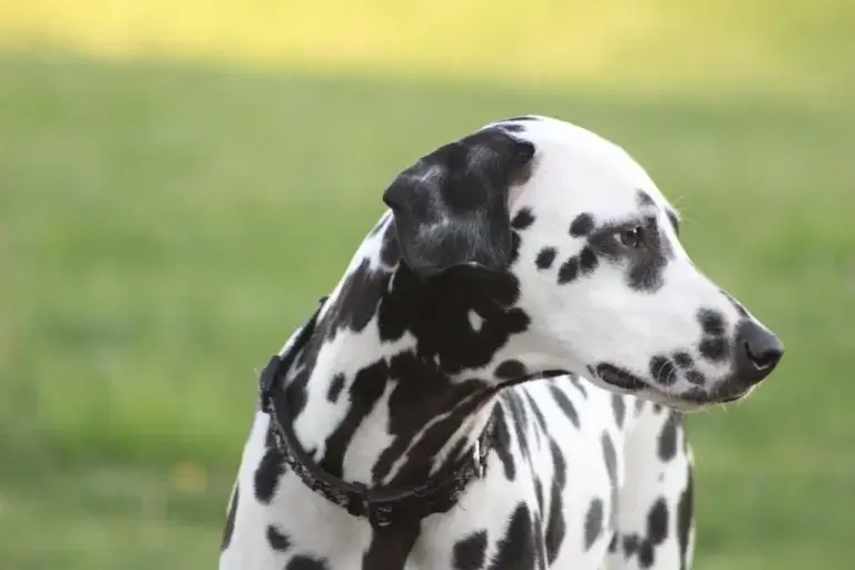 Vacina Antirrábica em Cachorros: Quando Aplicar e Quantas Doses?