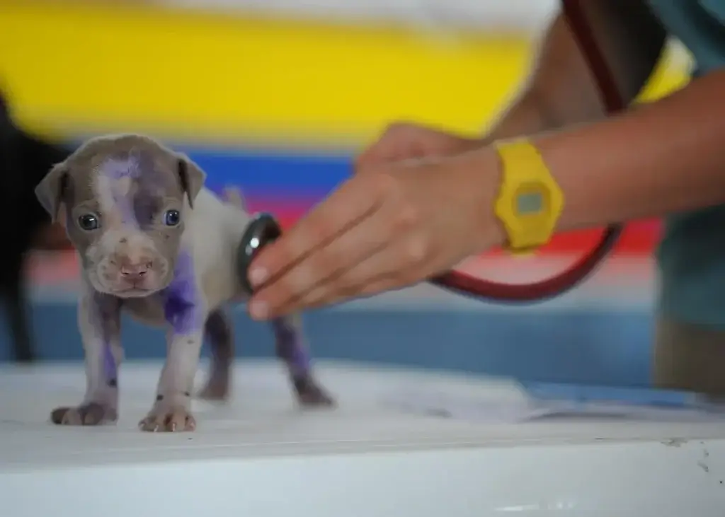 Veterinário atendendo a domicílio