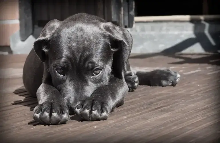 Um belo filhote de cachorro deitado com a cabeça sobre as mãos que estão esticadas para frente