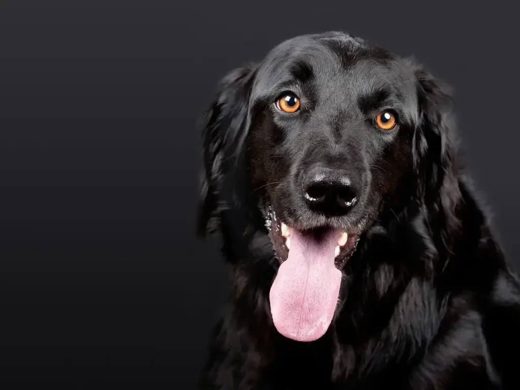 cachorro Hovawart preto