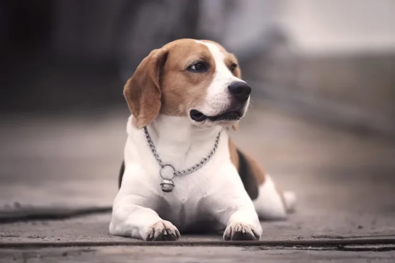 Beagle: Guia Completo da Raça e Cuidados Essenciais | Universo Canino 3 Beagle Cachorro Filhote: Guia Completo de Cuidados e Treinamento