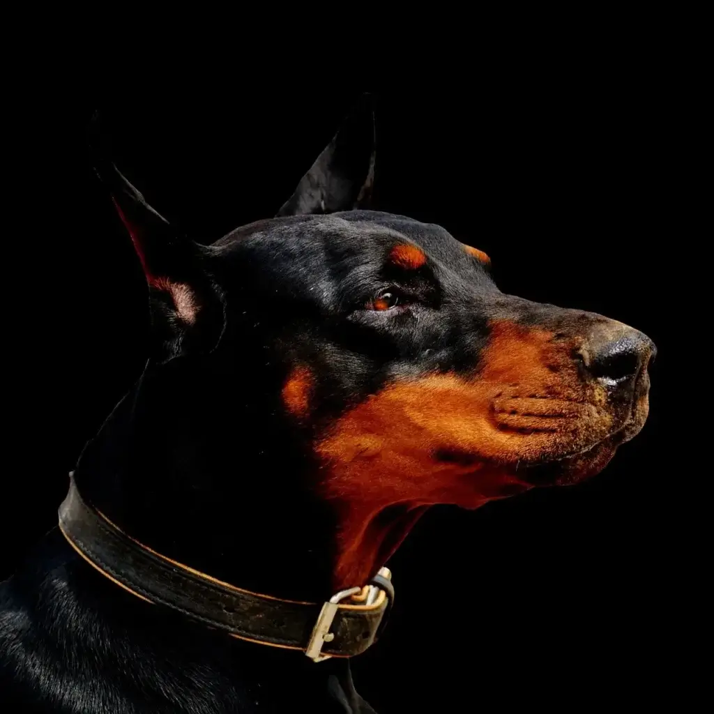 Cachorro Doberman: Guia Completo sobre Cuidados e Temperamento