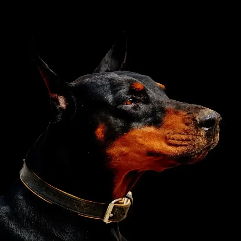 Cachorro Doberman: Guia Completo sobre Cuidados e Temperamento