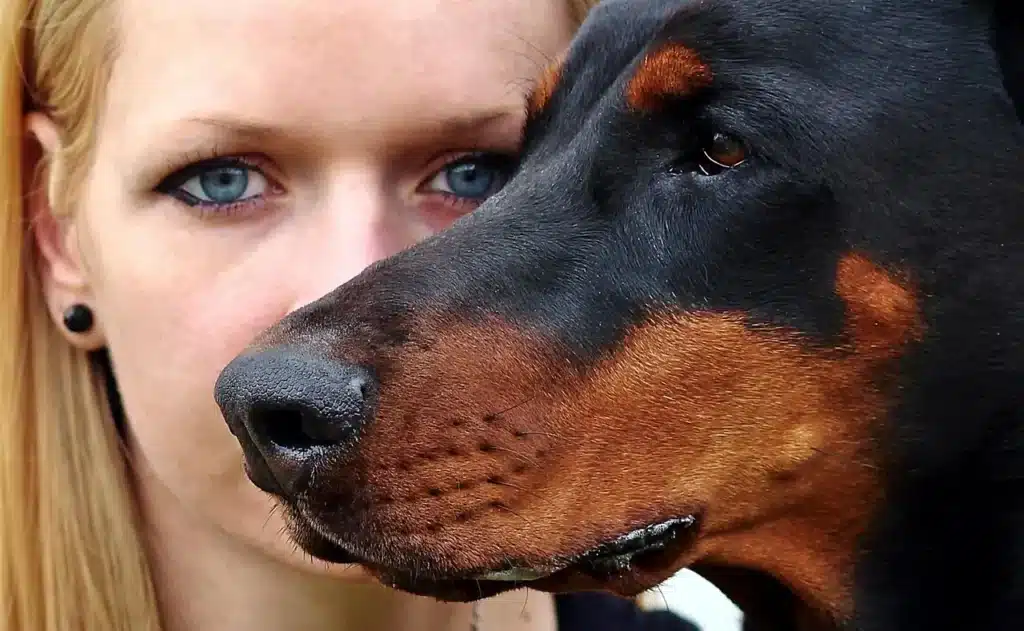 Doberman Ataca o Dono: Entenda o Comportamento e Como Reagir
