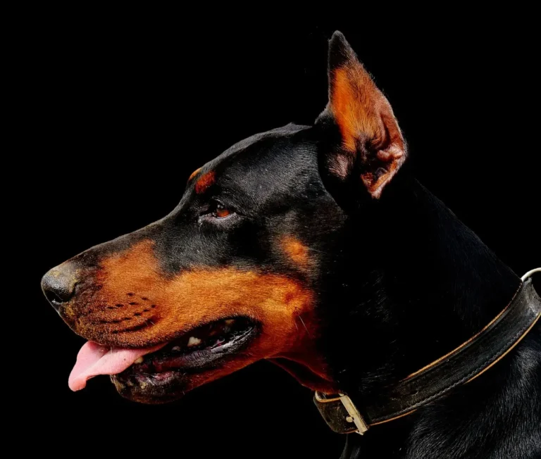 Doberman: Inteligência, Lealdade e Proteção em um Companheiro Elegante 7 Doberman Preto: Guia Completo sobre Cuidados e Treinamento