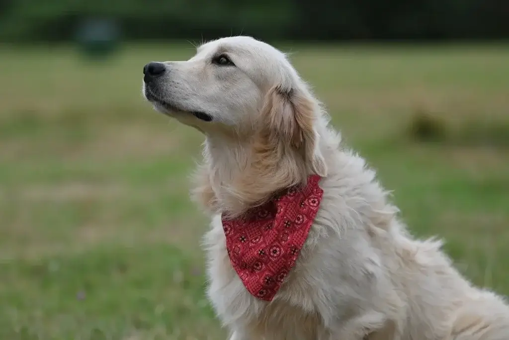 Golden Retriever Adulto: O Companheiro Ideal para Diversão e Saúde