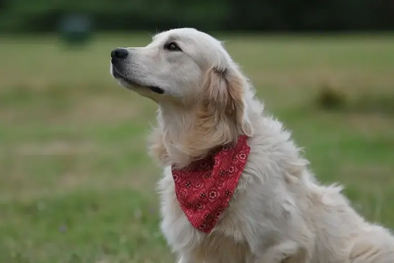 Golden Retriever: Guia Completo da Raça | Universo Canino 3 Golden Retriever Adulto: O Companheiro Ideal para Diversão e Saúde