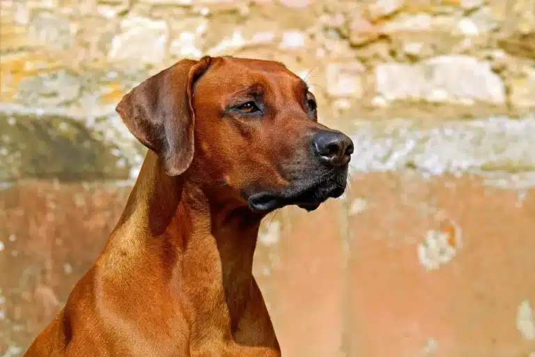 Nome de Cachorra: 50 Ideias Criativas para Escolher o Melhor!