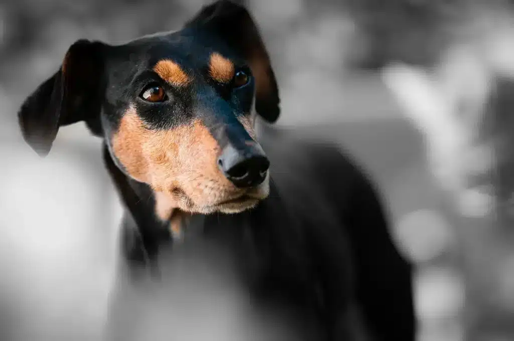 Porque Pinscher Treme: Entenda as Causas e Como Ajudar Seu Pet 2 imagem Cachorro Pinscher